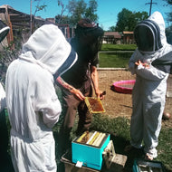 Bee Coaching Session